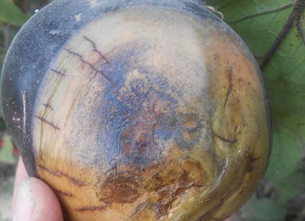 eggplant phomopsis blight