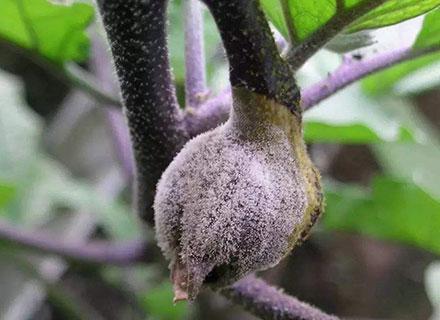 eggplant phytophthora rot