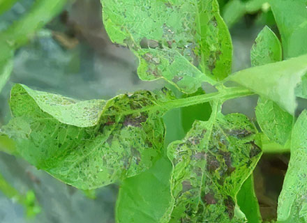 potato bacterial wilt