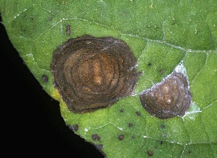 potato late blight