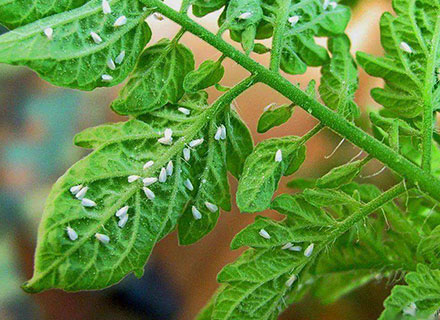 best fertilizer for tomatoes and peppers