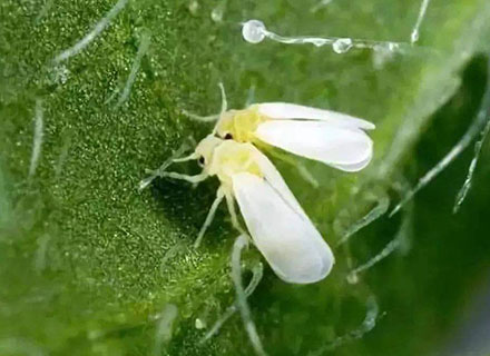 best fertilizer for tomatoes and cucumbers