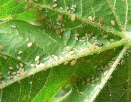 Aphid