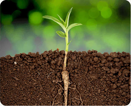 Weeds Are Plants That Have Long Adapted to Local Crops