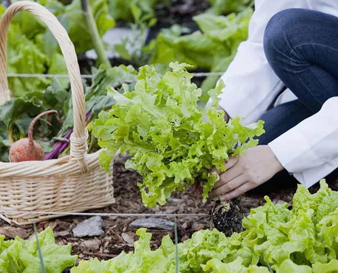 Agrochemical for Organic Farming