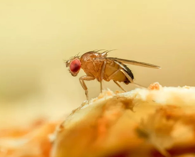 best insecticide for fruit flies