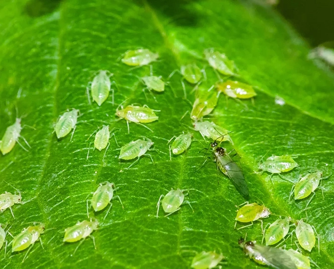 insecticide for aphids