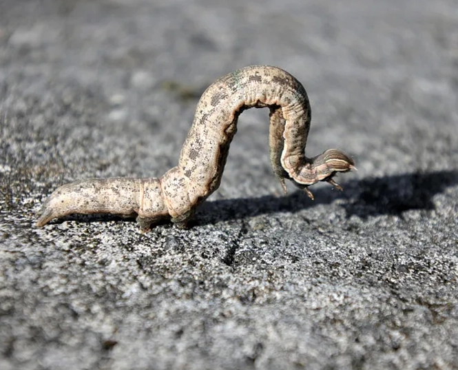 insecticide for armyworms