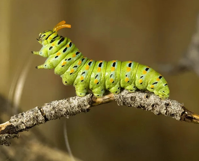 insecticide for caterpillars