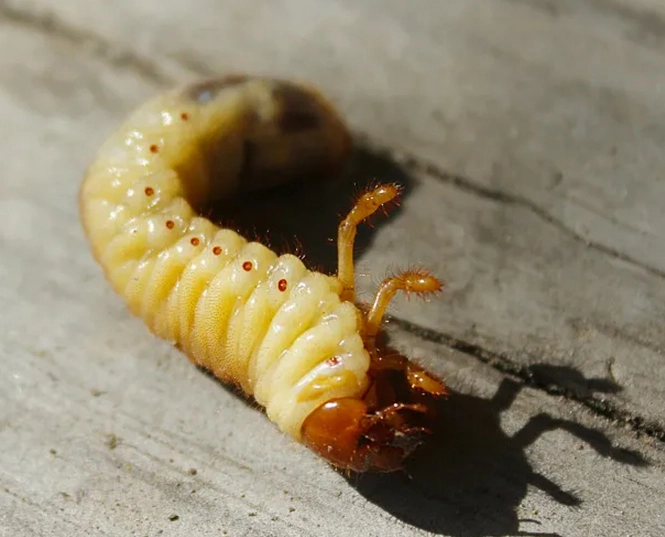 insecticide for grubs