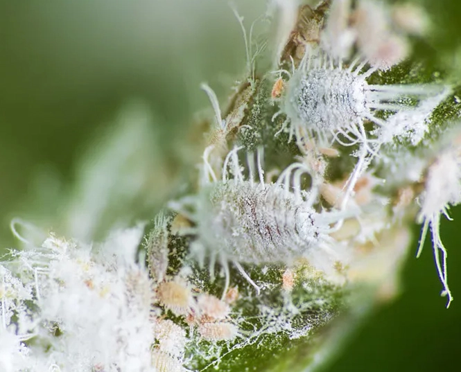 insecticide for mealybugs