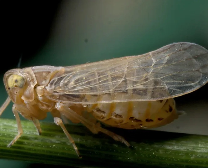 brown plant hopper insecticide