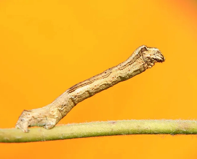 Rice Stem Borer insecticide