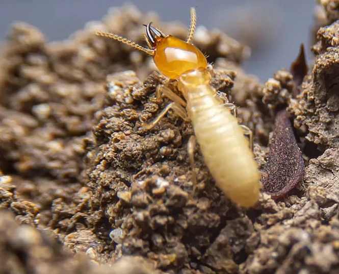 insecticide for termites