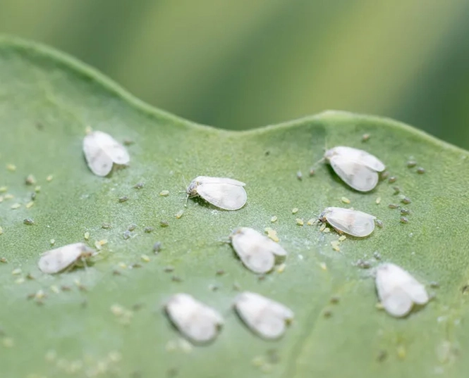 insecticide for whitefly