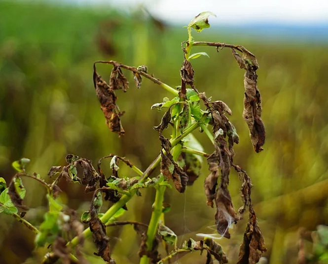 Bacterial Wilt Disease