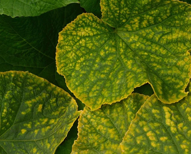 Fungicide for Downy Mildew