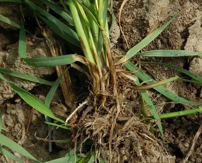 Fungicide for Root Rot