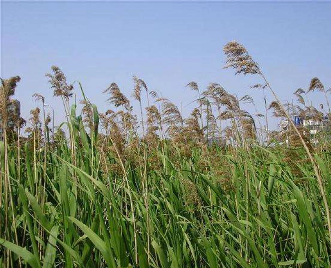 Barnyard Grass