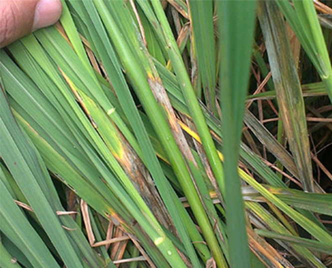 Fungicide for Blight