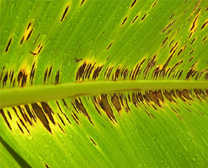 Fungicide for Leaf Spot