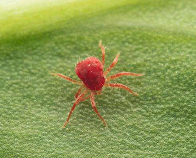 insecticide for spider mites