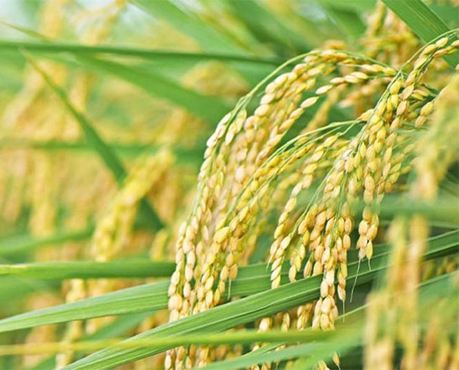 Insecticide for Rice