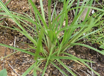 propanil herbicide in rice