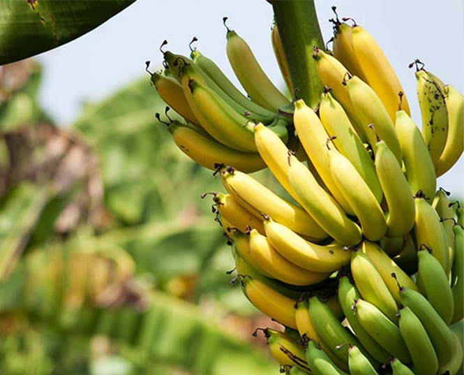 Insecticide for Banana