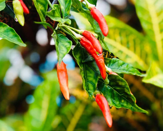 Insecticide for Chili