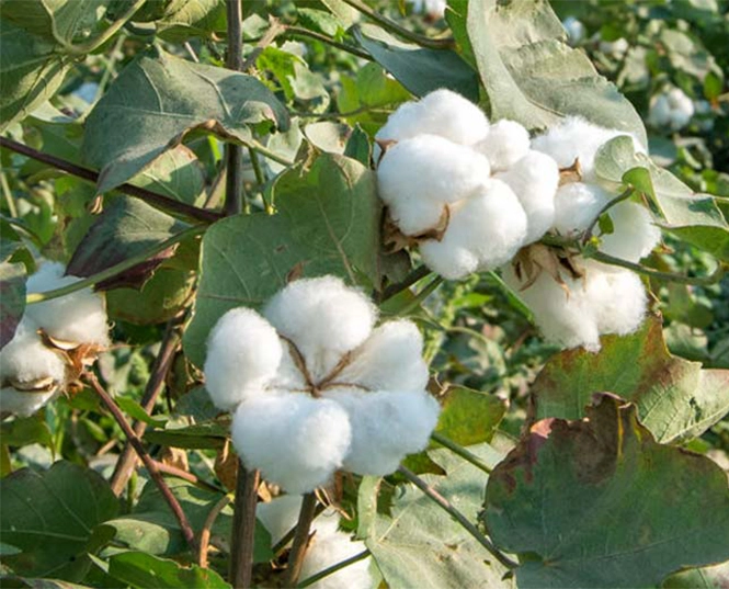 Insecticide for Cotton