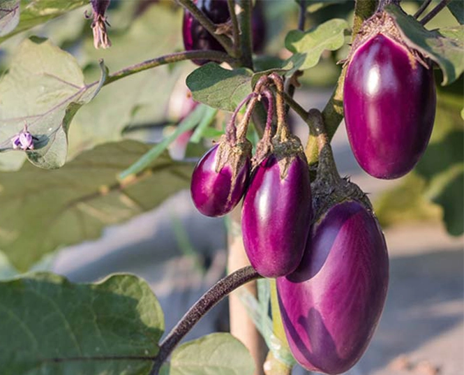 Insecticide for Eggplant