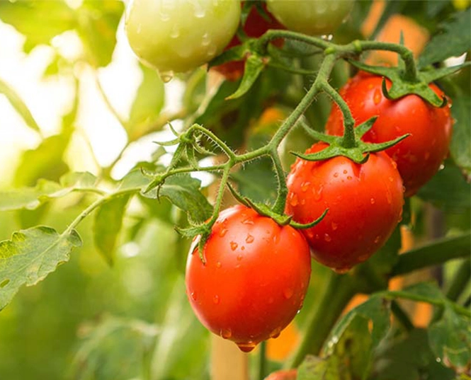 Insecticide for Tomato