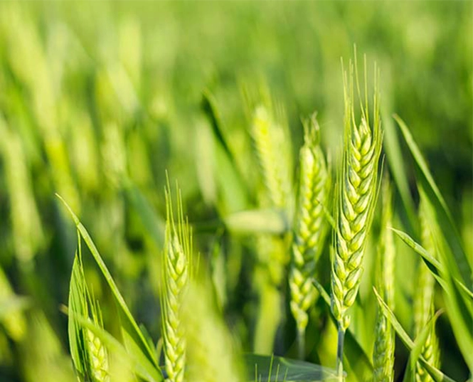 Insecticide for Wheat