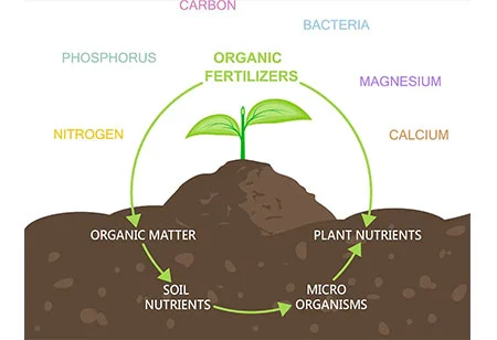 Develop Ecological Agriculture And Make Good Use Of Biological Fertilizers