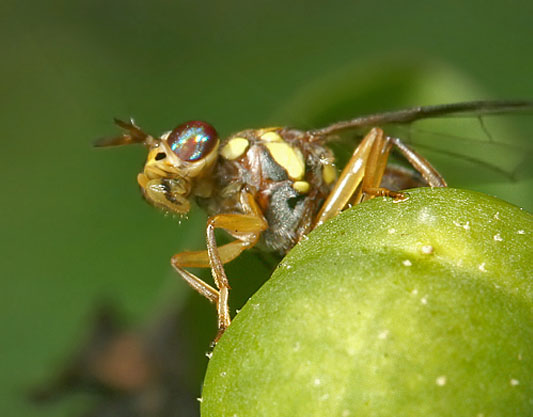 cockroach
