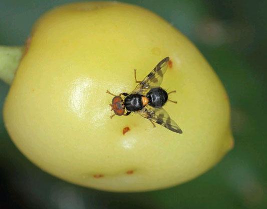 fruit fly