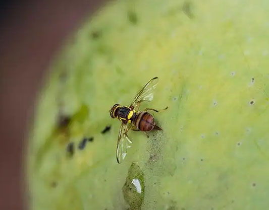cotton bollworm