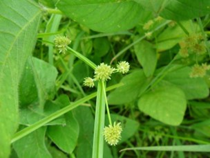 Cyperus difformis