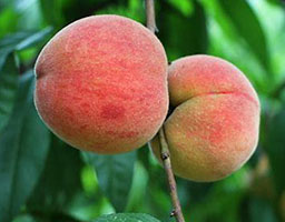 Peach