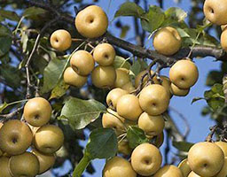 Pears