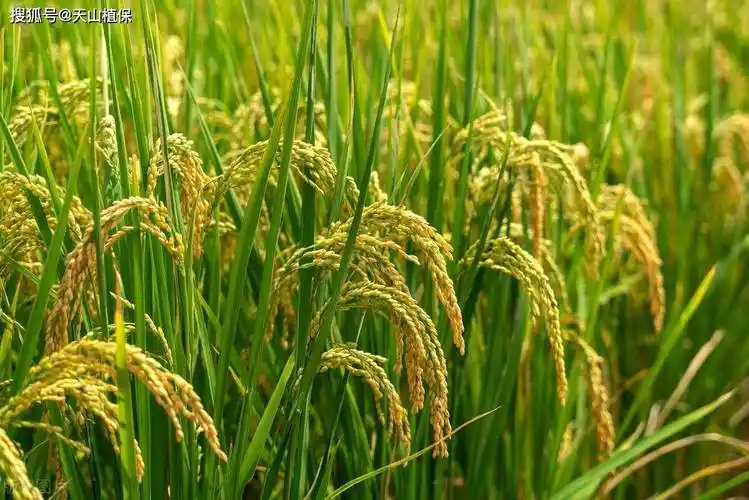 Rice field