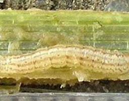 leaf roller