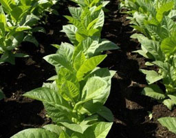 tobacco