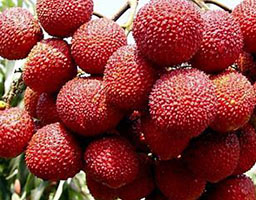 lychee