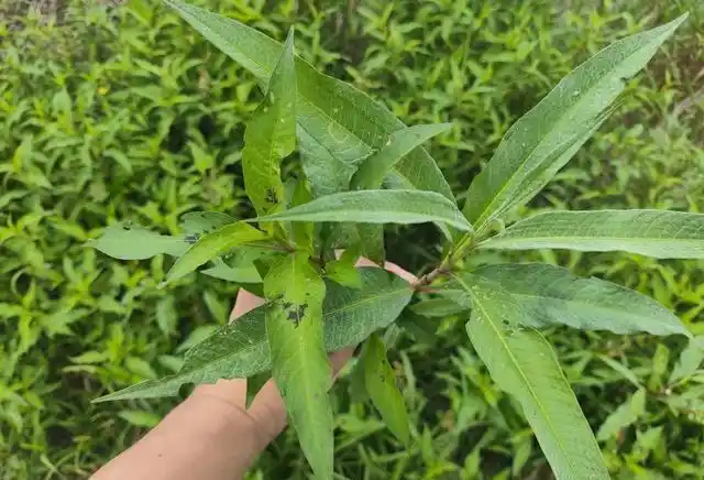 Duckbill grass