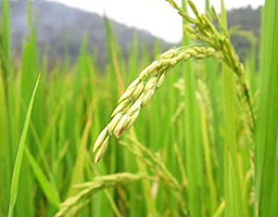 rice