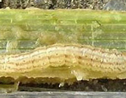 striped rice borer