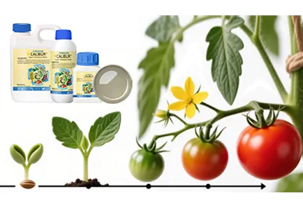 CHICO “CALIBUR® + X” Comprehensive Disease Management Solutions to Boost Tomato Growers' Profits